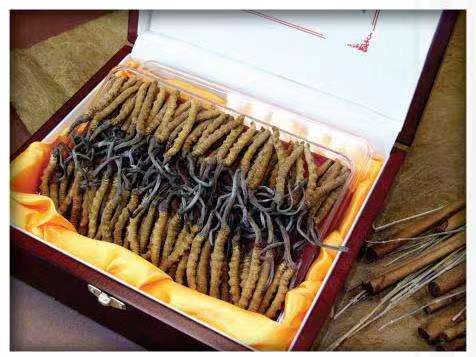 大新冬虫夏草回收